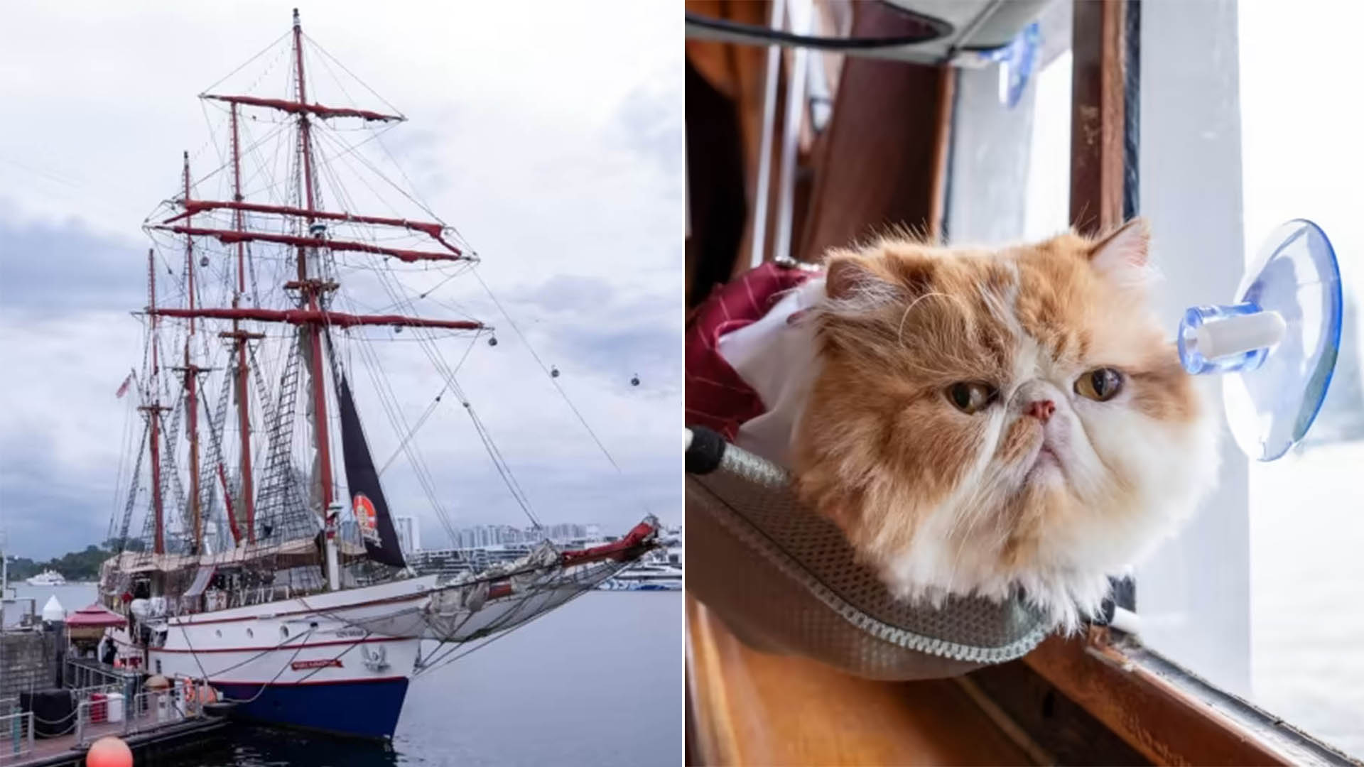 Cat Cruises Now Available In Singapore — What It’s Like To Take Your